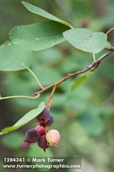 Amelanchier alnifolia