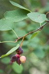 Serviceberry fruit among foliage