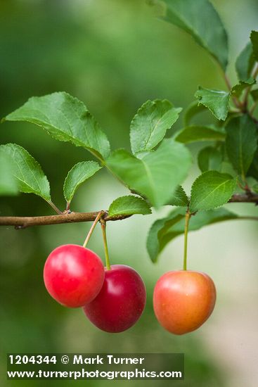 Prunus cerasifera