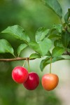 Cherry Plum fruit among foliage