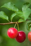 Cherry Plum fruit among foliage