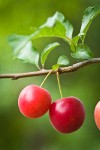 Cherry Plum fruit among foliage