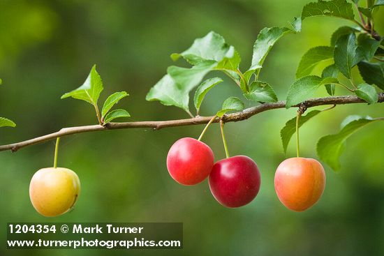 Prunus cerasifera