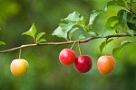 Cherry Plum fruit among foliage
