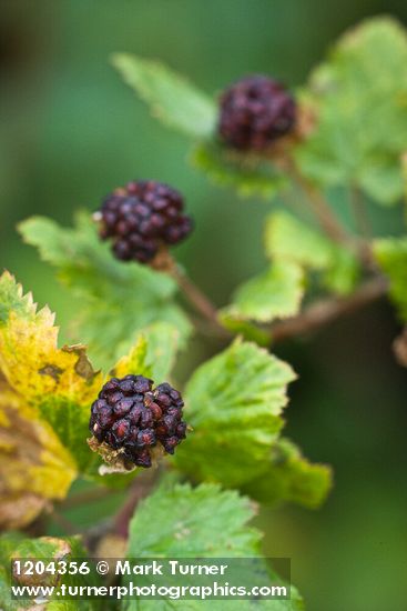 Rubus bartonianus