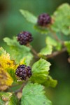 Barton's Raspberry fruit among foliage