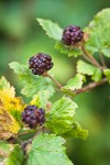 Barton's Raspberry fruit among foliage