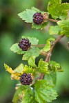 Barton's Raspberry fruit among foliage