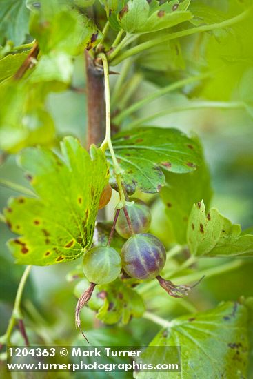 Ribes niveum