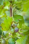 Snake River Gooseberry fruit among foliage