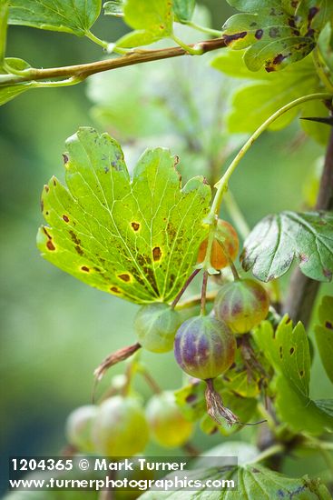 Ribes niveum