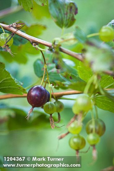 Ribes niveum