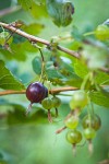 Snake River Gooseberry fruit among foliage