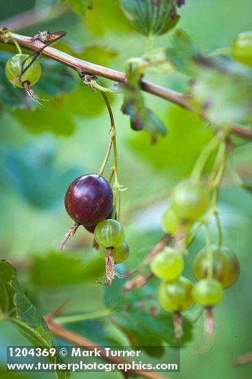 Ribes niveum