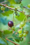 Snake River Gooseberry fruit among foliage