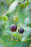 Snake River Gooseberry fruit among foliage