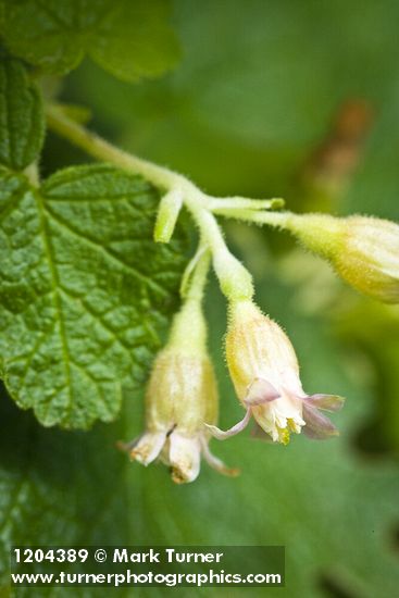 Ribes wolfii