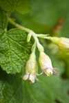 Wolf's Currant blossoms detail