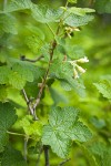 Wolf's Currant blossoms & foliage