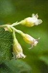 Wolf's Currant blossoms detail