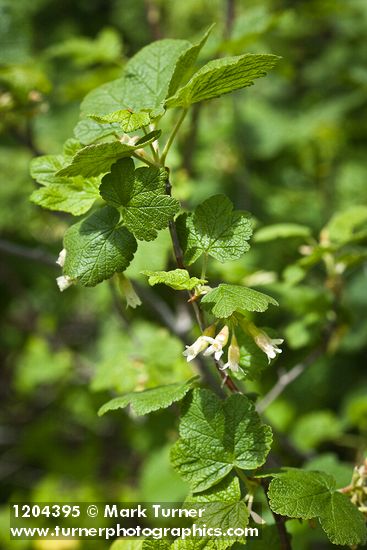 Ribes wolfii