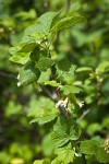 Wolf's Currant blossoms & foliage