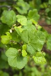 Wolf's Currant foliage