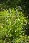 Clustered Green Gentian