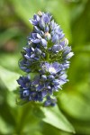 Clustered Green Gentian blossoms detail