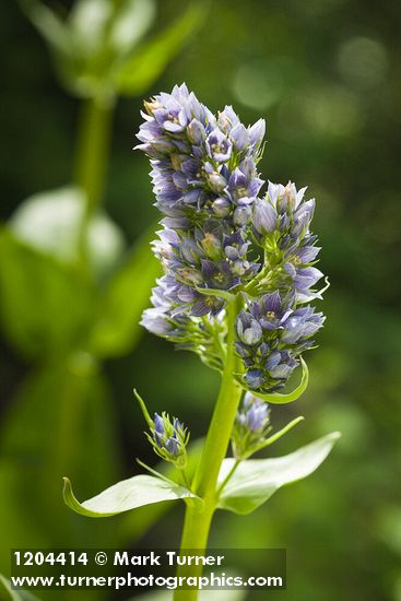 Frasera fastigiata