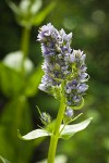 Clustered Green Gentian blossoms