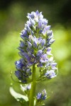 Clustered Green Gentian blossoms detail