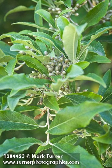Elaeagnus umbellata