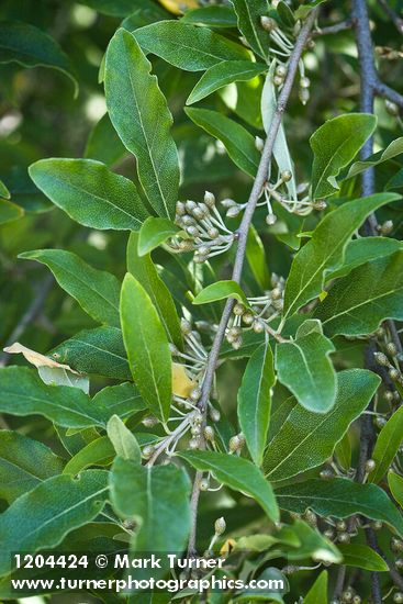 Elaeagnus umbellata