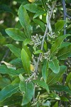 Autumn Olive immature fruit among foliage