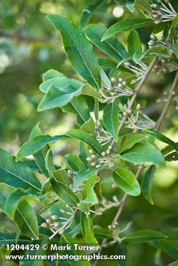 Elaeagnus umbellata