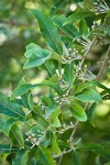 Autumn Olive immature fruit among foliage