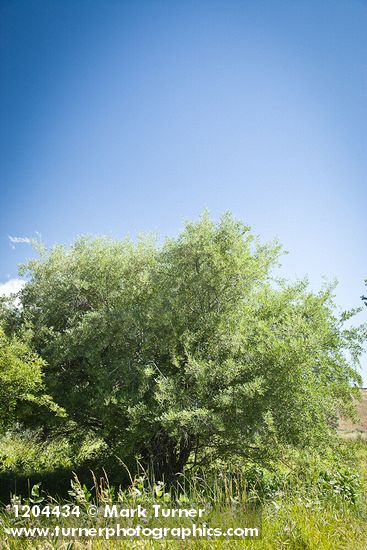 Elaeagnus umbellata