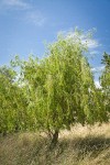 Golden Willow