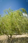 Golden Willow