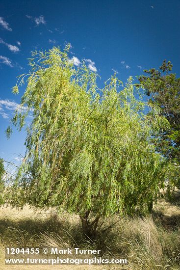 Salix alba