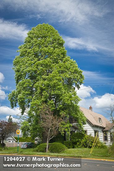 Liriodendron tulipifera