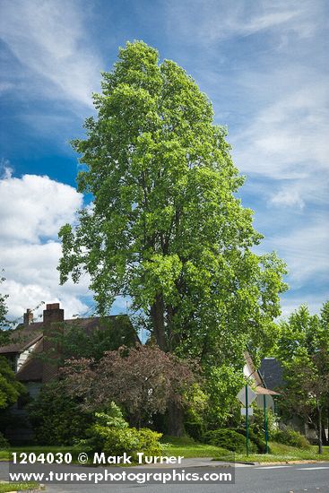 Liriodendron tulipifera