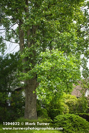 Liriodendron tulipifera