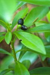 Spurge Laurel fruit & foliage