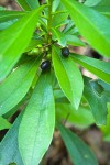 Spurge Laurel fruit & foliage