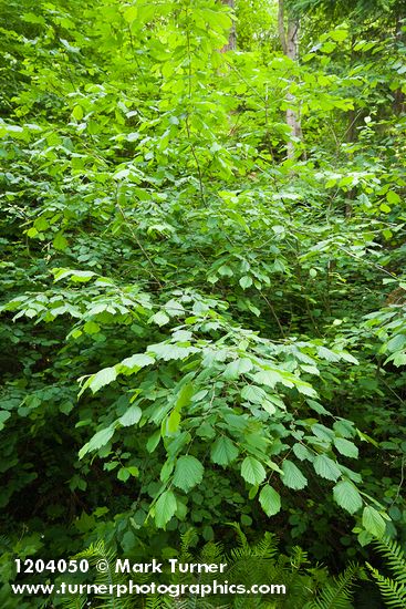 Corylus avellana