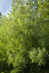Scouler's Willow