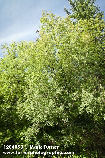 Salix scouleriana