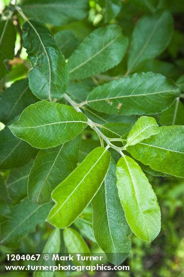 Salix scouleriana